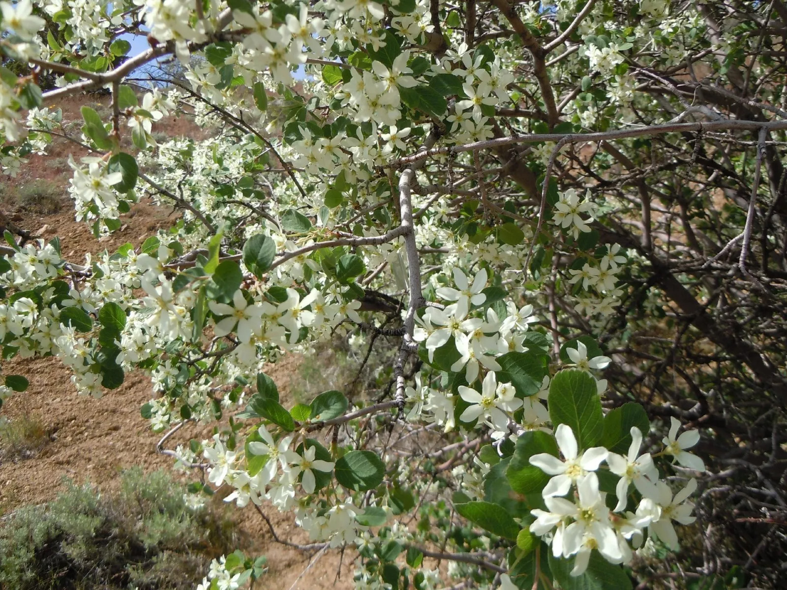 Serviceberry {Amelanchier u.} 20 Organic Pre-Stratified Seeds USA POST