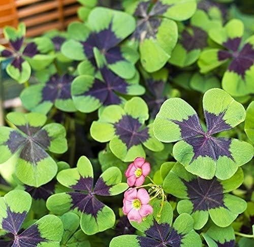 Green Shamrock Bulbs 15 Luck Oxalis Bulbs to Plant, Easy to Grow Indoors Outs…