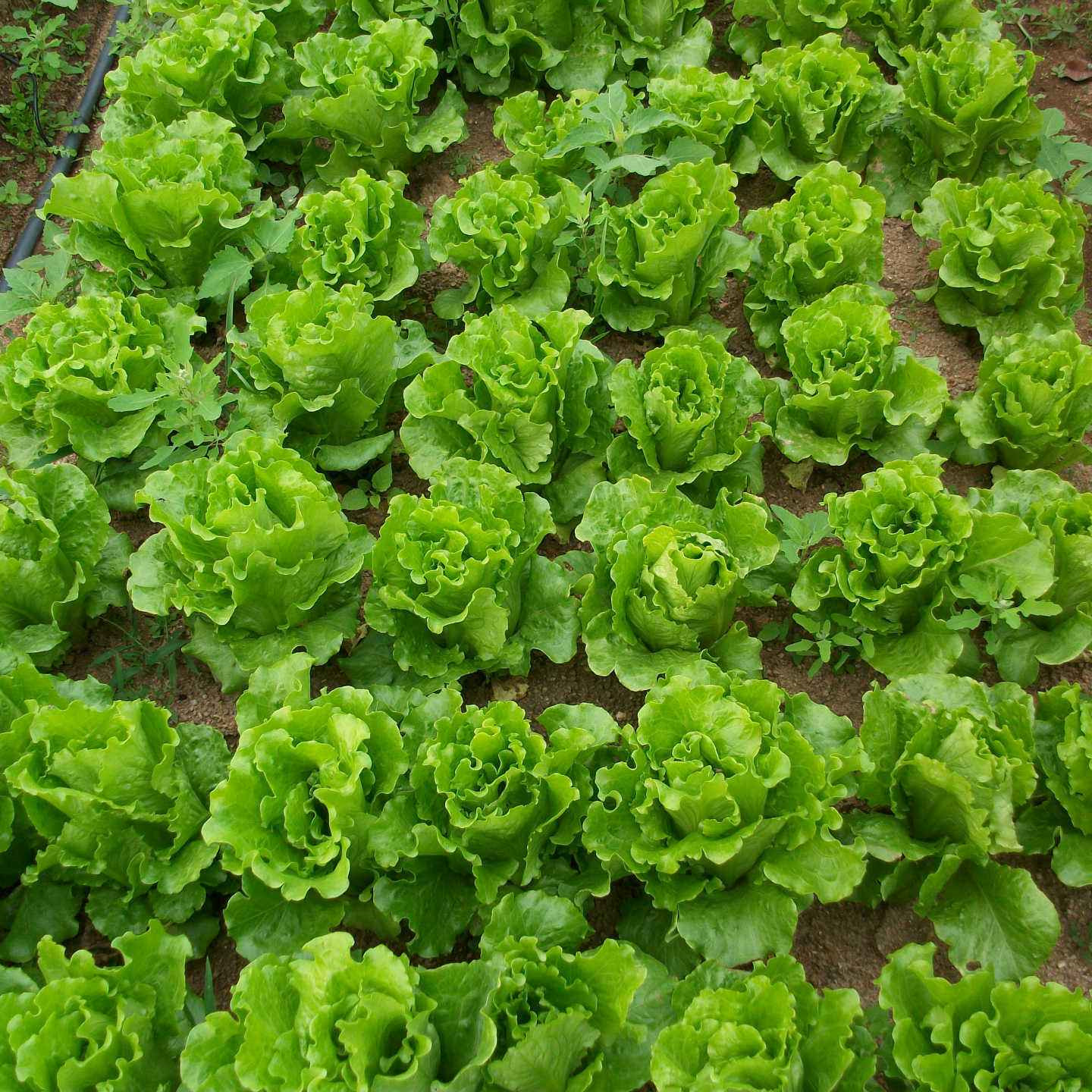 Lettuce -Atlas Shinny