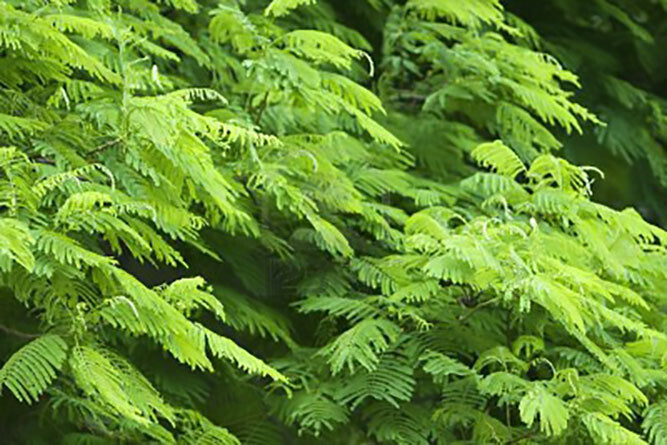 Royal Poinciana, Delonix regia, Tree Seeds