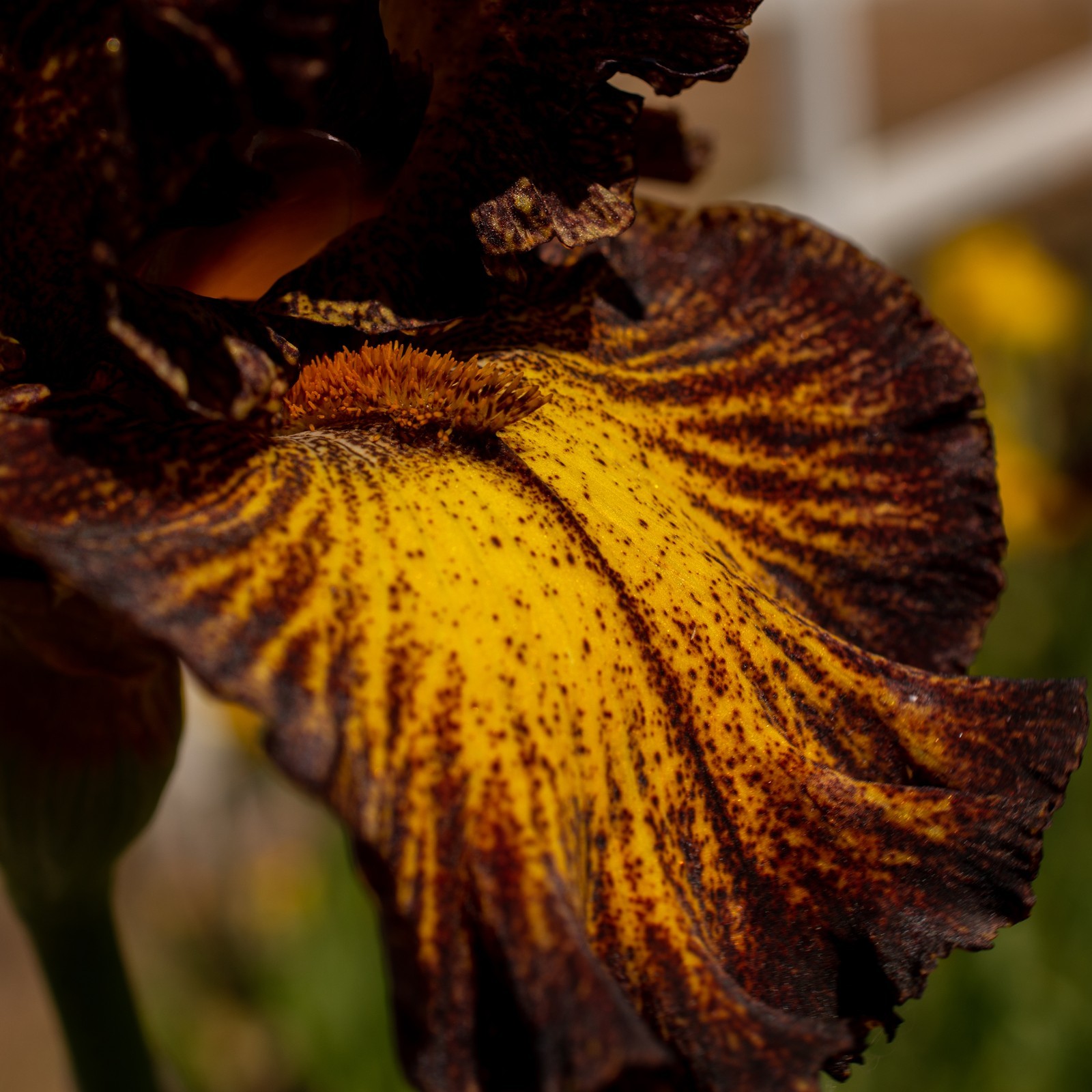 **SORBONNE** Tall Bearded Iris. Pre-Order, Combined Shipping: Jul – Sep