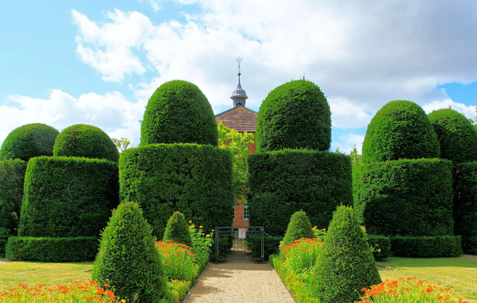 English Yew Seeds – For 2026 Planting Topiary Hedges Taxus Baccata Ornamental