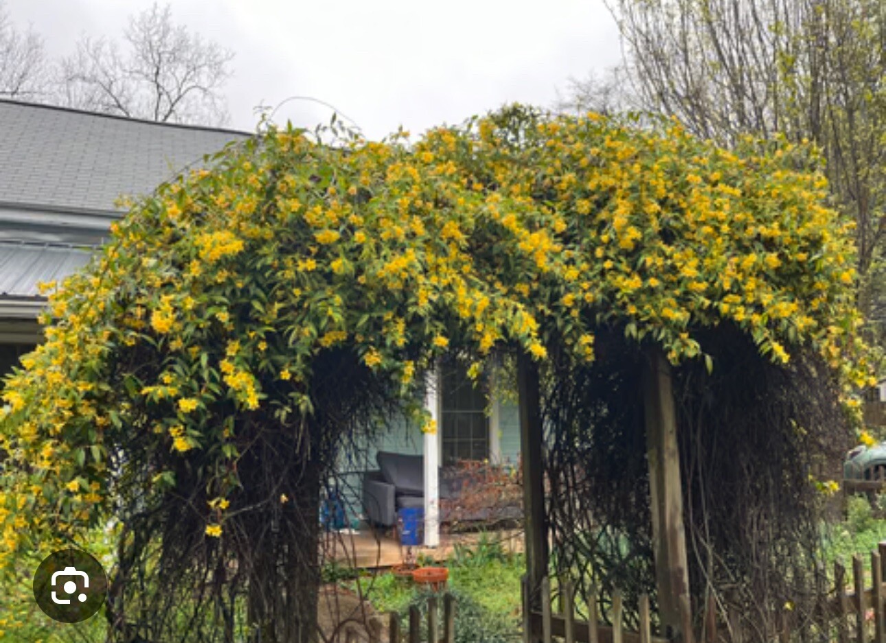 MARGARITA CAROLINA JESSAMINE~Yellow Jasmine~Gelsemium sempervirens~STARTER PLANT