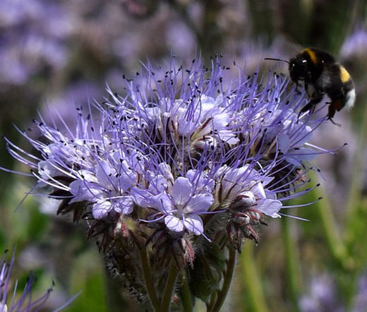 LACY PHACELIA Phacelia Tanacetifolia – 50,000 Bulk Seeds