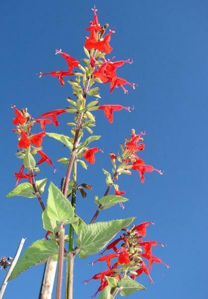 Salvia coccinea | Scarlet or Blood Sage | Hummingbird Salvia | 100 Seeds
