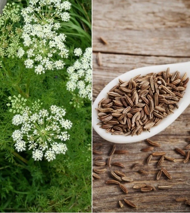 Caraway Seeds (500) / ORGANIC / CULINARY HERB / Free Shipping