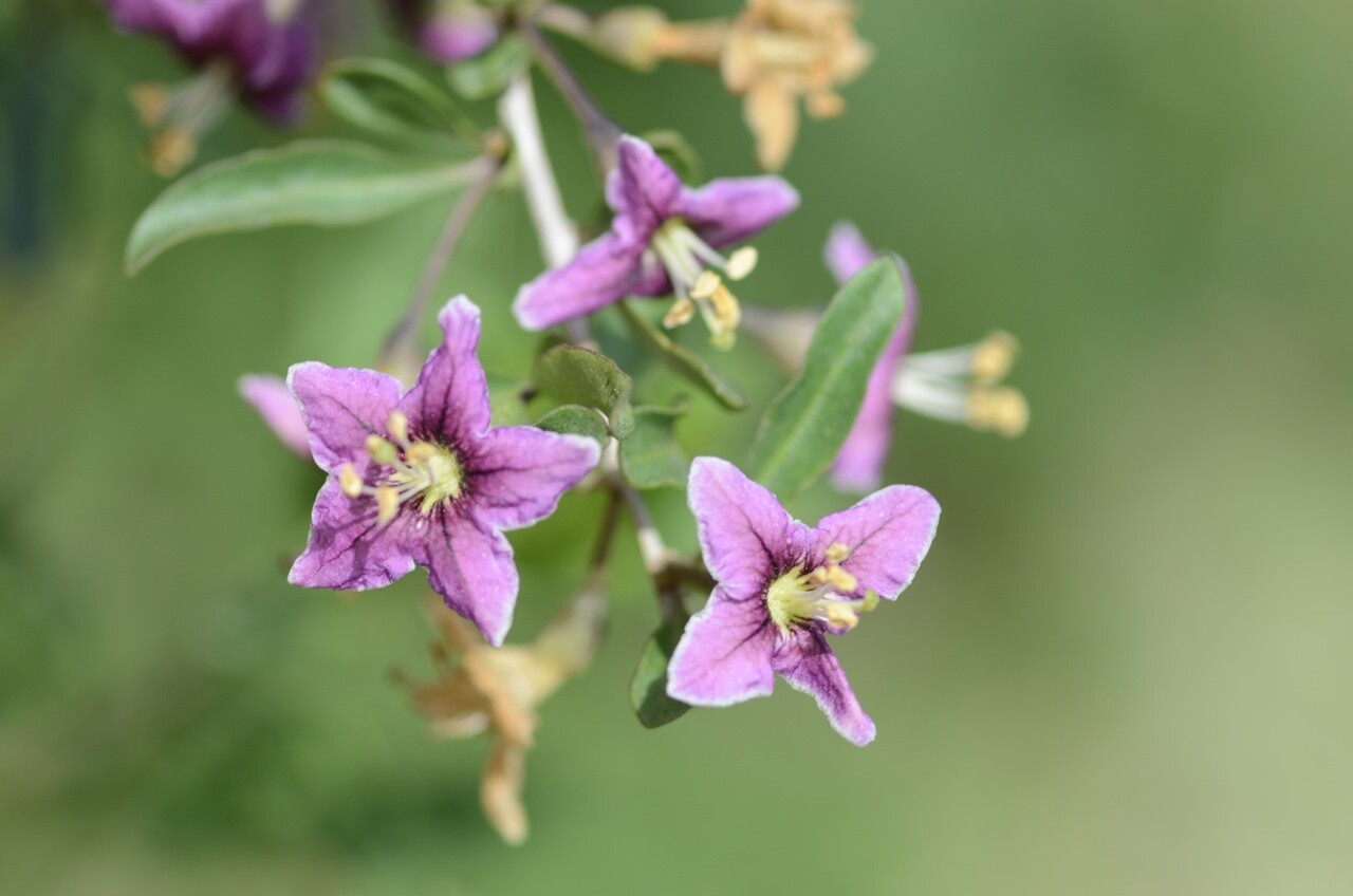 Gojiberry Seeds – Lycium barbarum Seeds – Goji Berry – Multiple Quantities