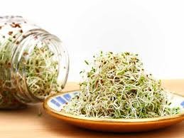 True Alfalfa Sprout Seeds | Microgreens Salad Green Lettuce Leaf Crop Seed 2024