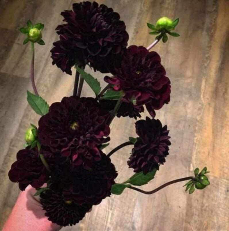 US-Seller Rare Beautiful Perennial Dahlia Flowers Seeds 20PCS