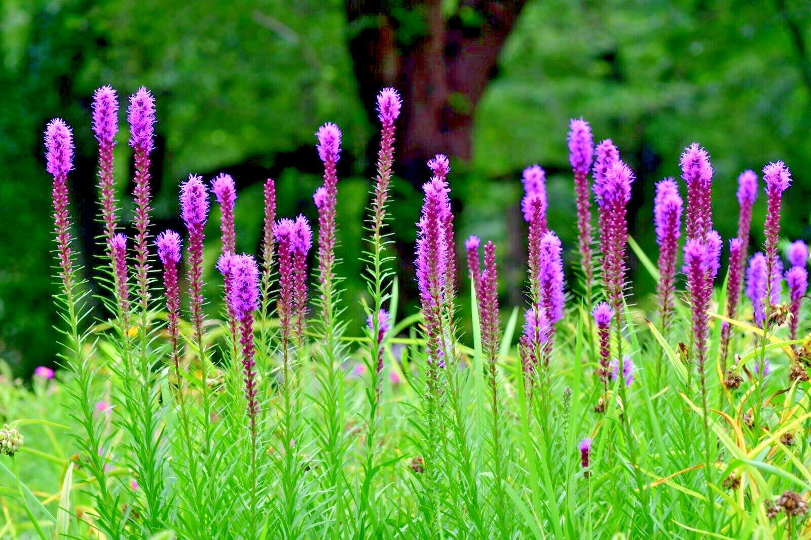 30 PURPLE BLAZING STARS SEEEDS – Liatris spicata