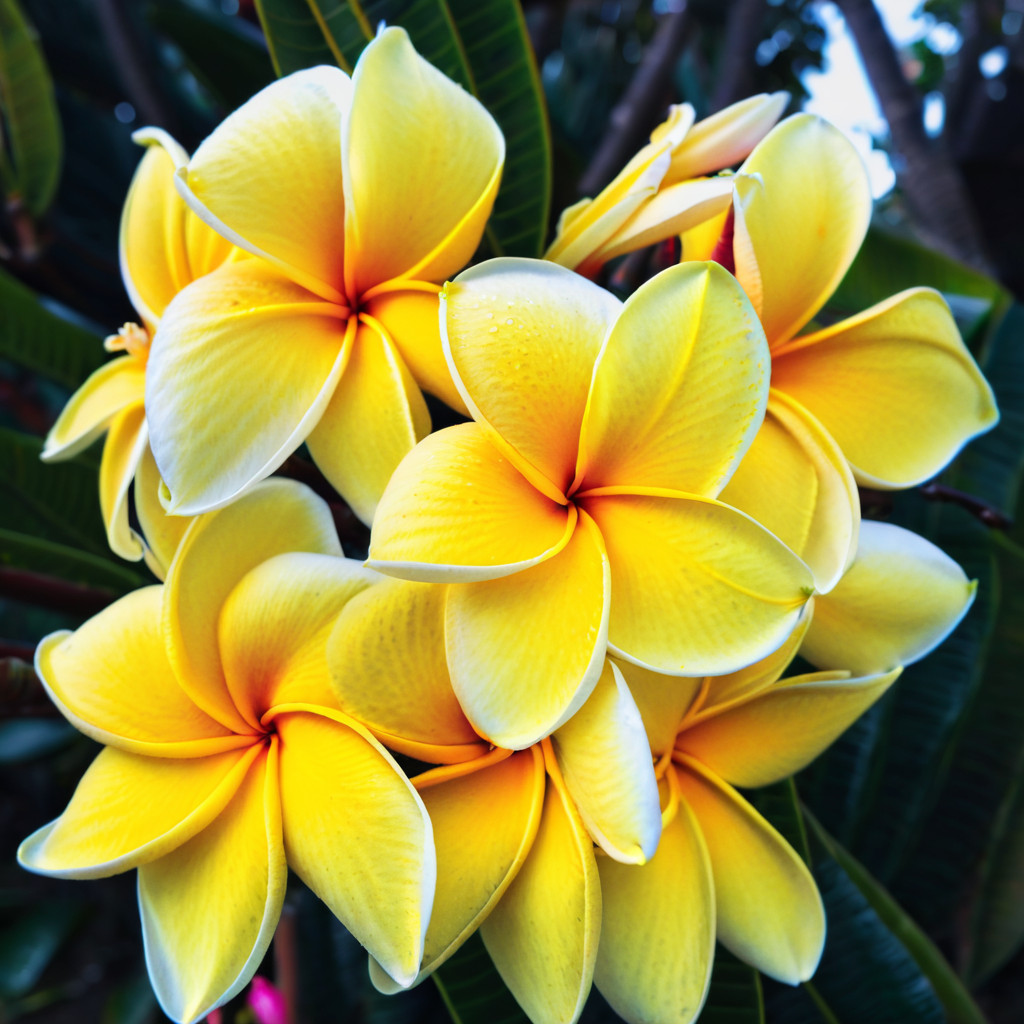 5 Yellow White Plumeria Seeds Plants Flower Hawaiian Flowers Perennial Seed