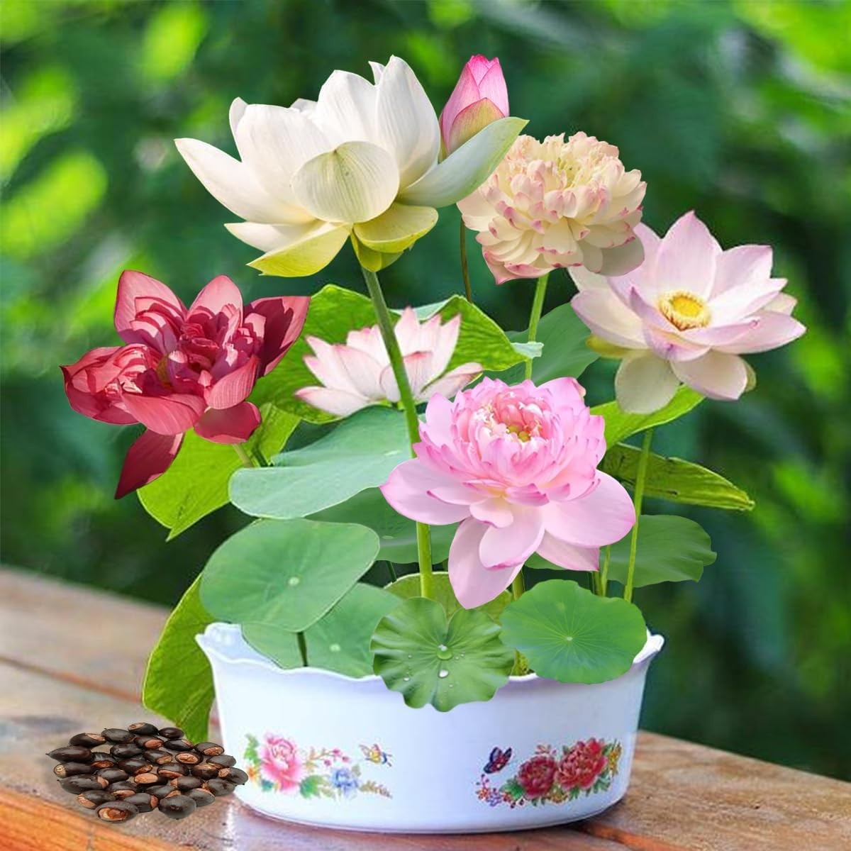 Aquatic Dwarf Lotus Seeds 25 Mixed Colors Pond Lotus Seeds for Sale Bulk Lotus