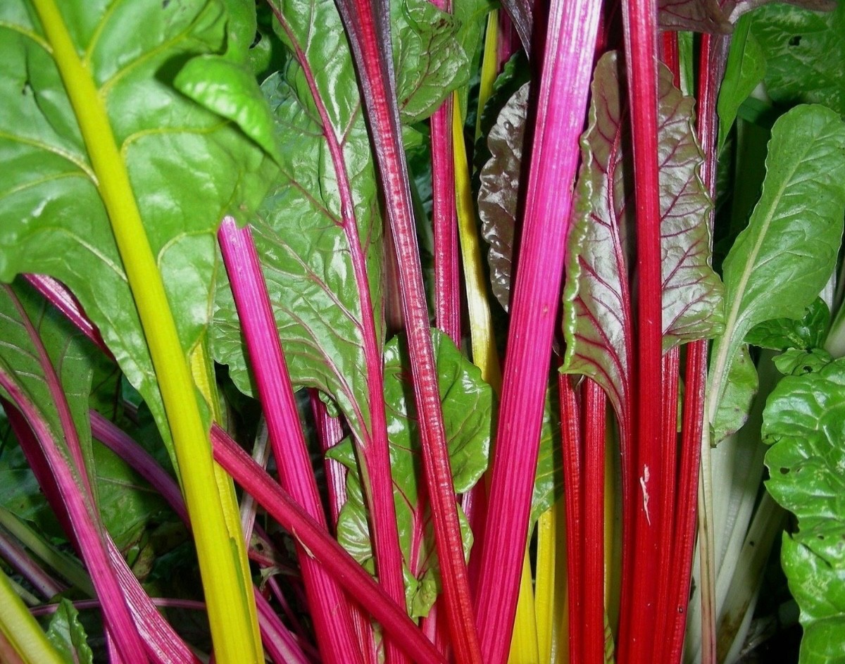 40+ Swiss Chard Seeds, Rainbow/Bright Lights Mix, Heat-Tolerant, Fresh 2026 🇺🇸