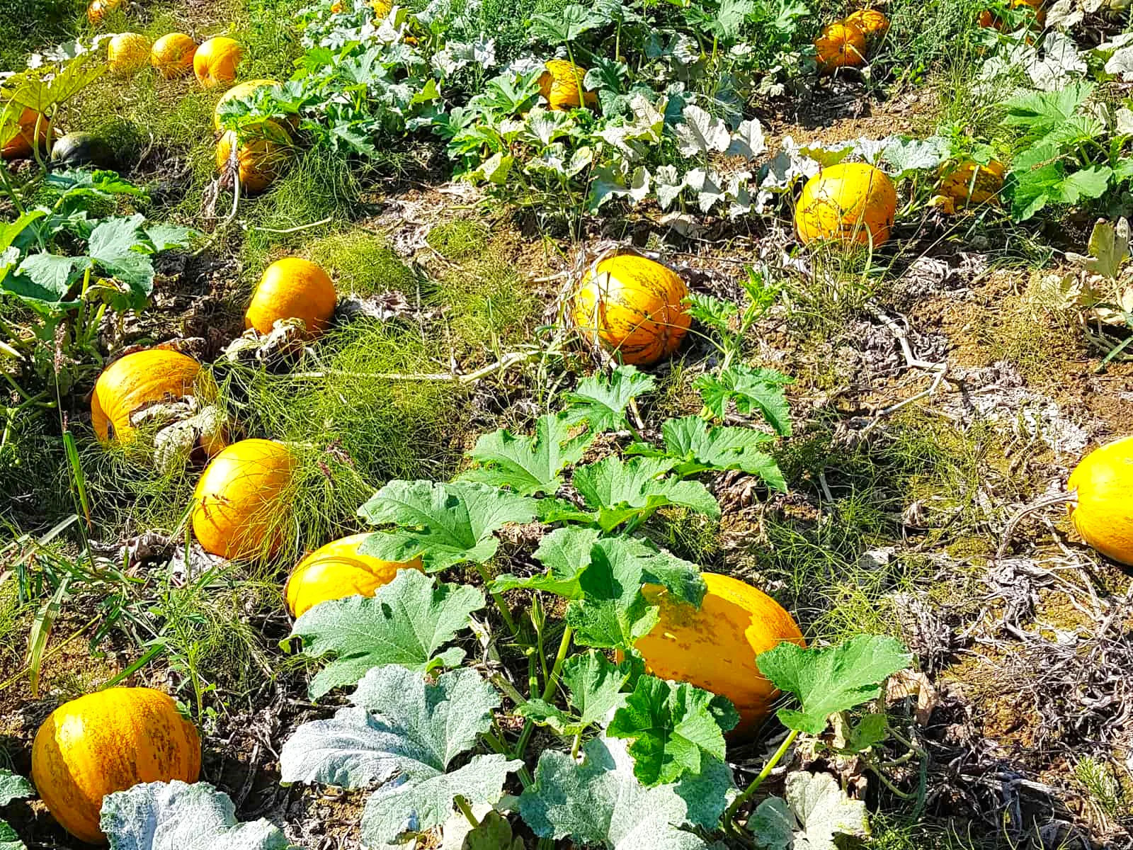 Kakai Hulless Pumpkin Seeds | Naked Seed DeShelled Styrian Pumpkins Seed 2025