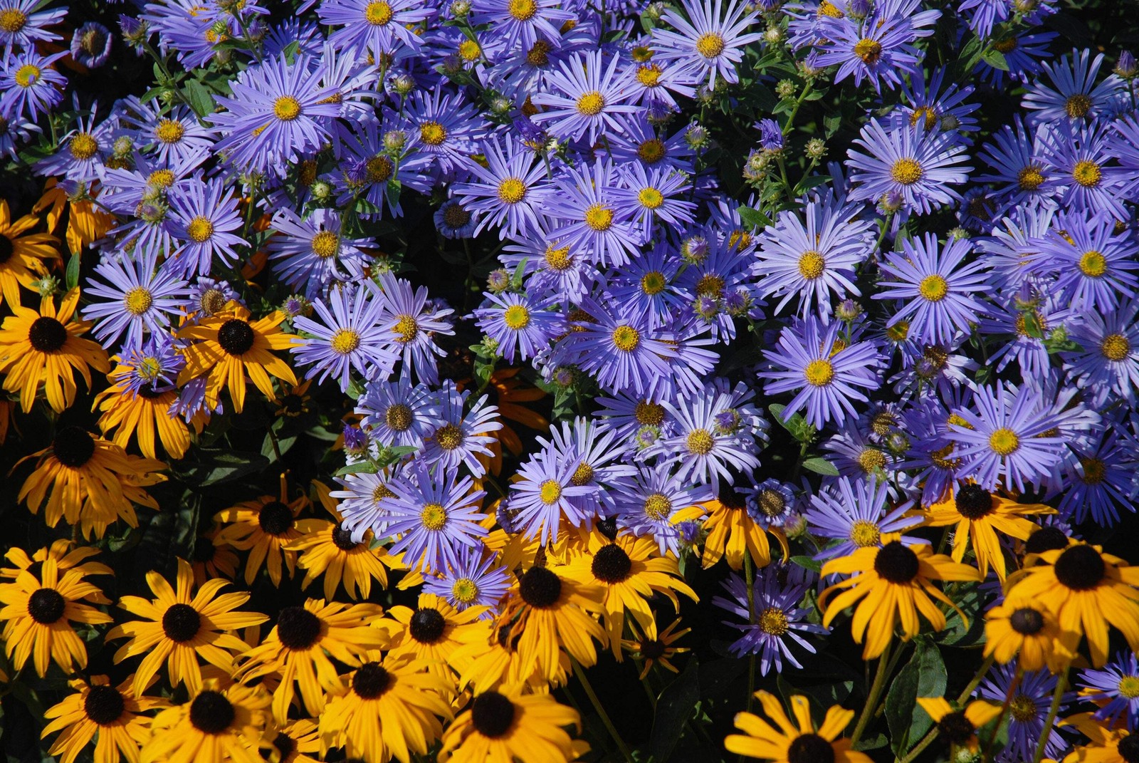 100 HEART LEAVED ASTER Cordifolius Blue Wood Aster Flower Seeds *Combined Ship