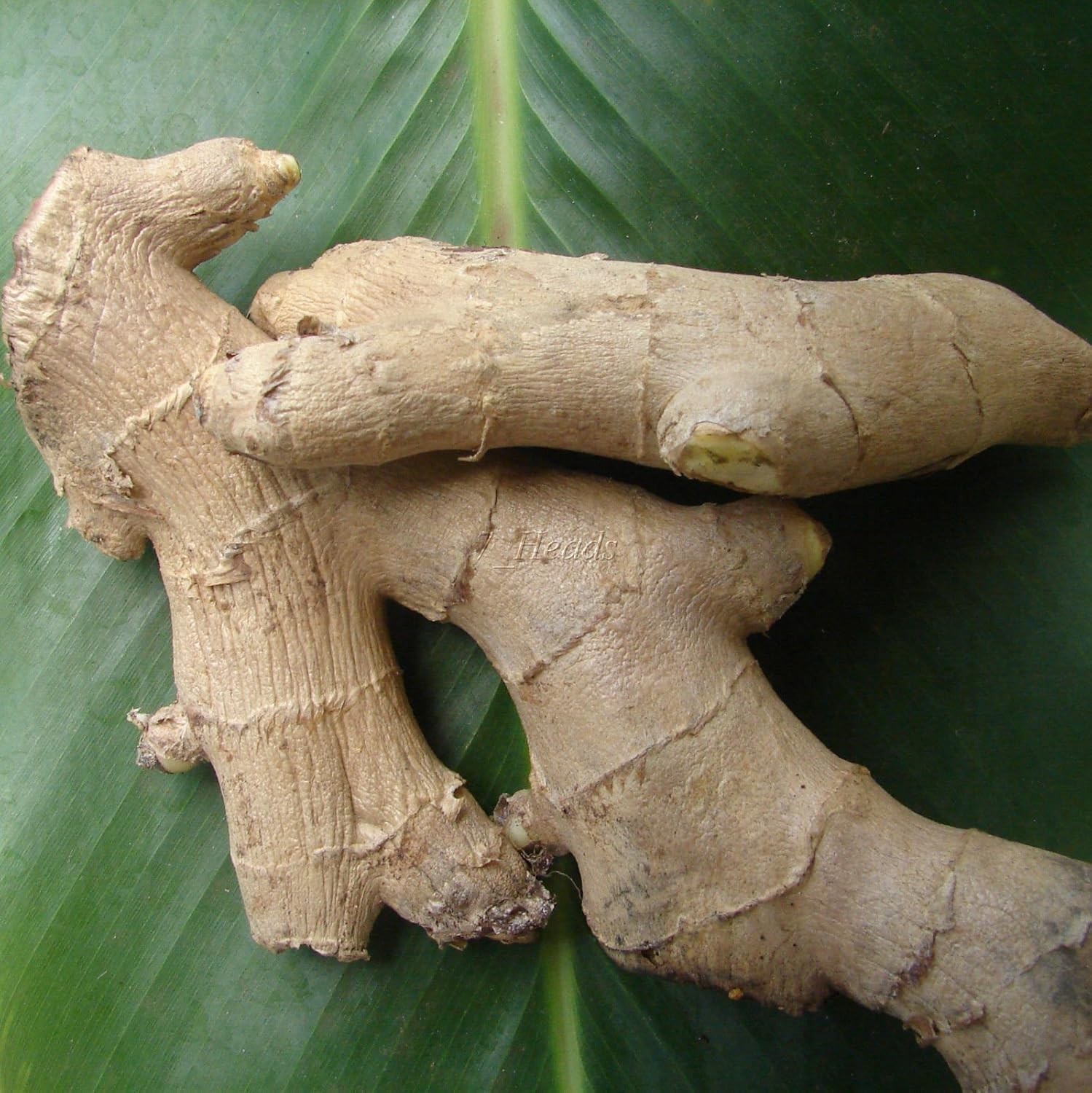 Live 10 Rhizomes of Edible Ginger Roots Organic Zingiber Officinale for Growing