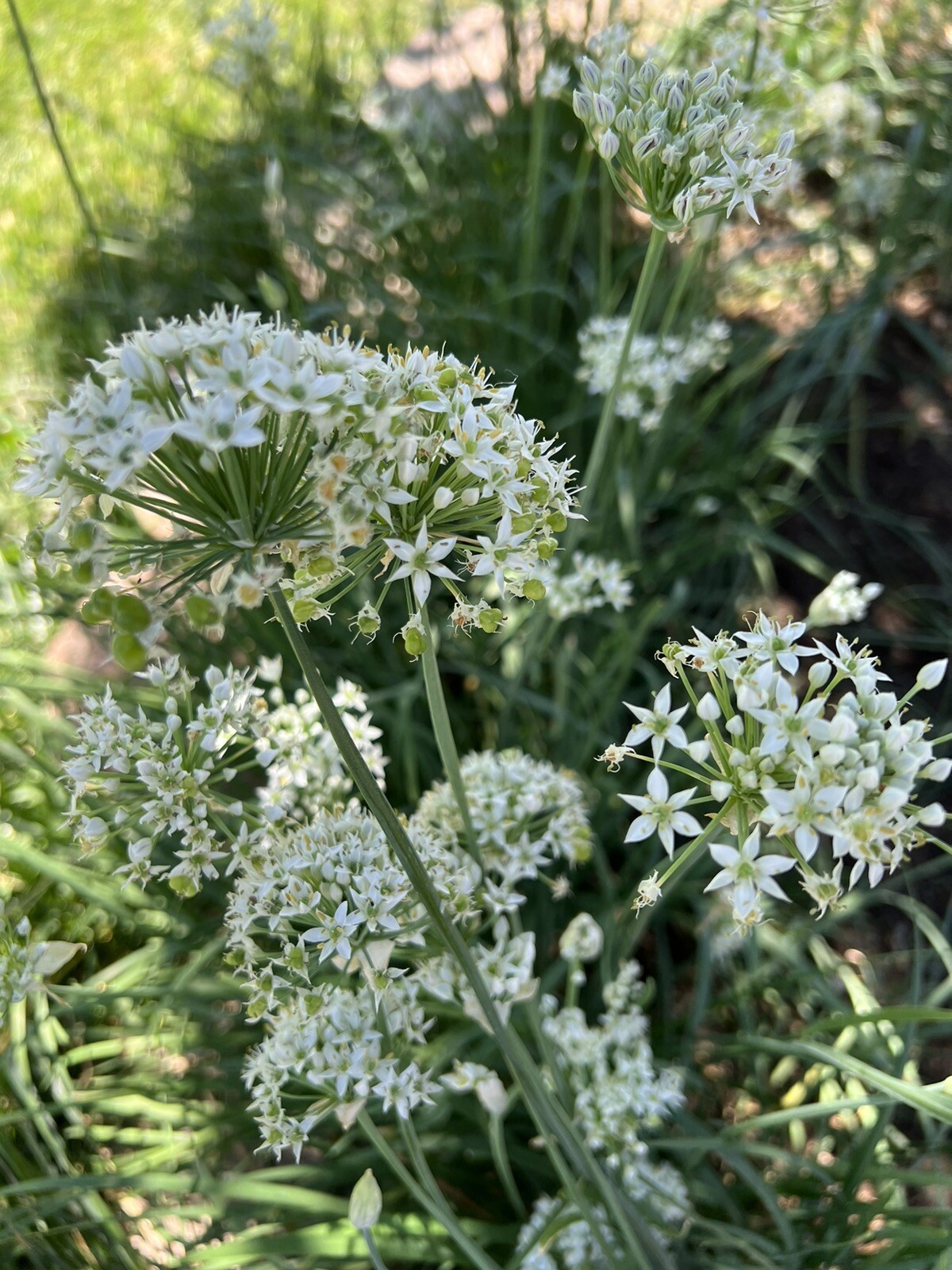 500+ CT Garlic Chives, Non-GMO, Organic, Heirloom Seeds 500多粒高芽率农场自留韭菜种子2023年产