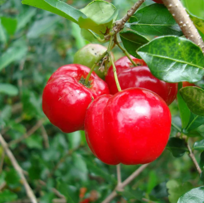 Barbados Cherry Live Plant – 4-6″ Tall – Tropical Fruit Tree for Fresh Eating