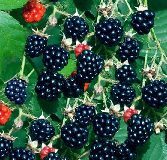 20 BLACKBERRY BUSH SEEDS (Rubus allegheniensis) Garden Fruit Plant Hardy-Zone 3