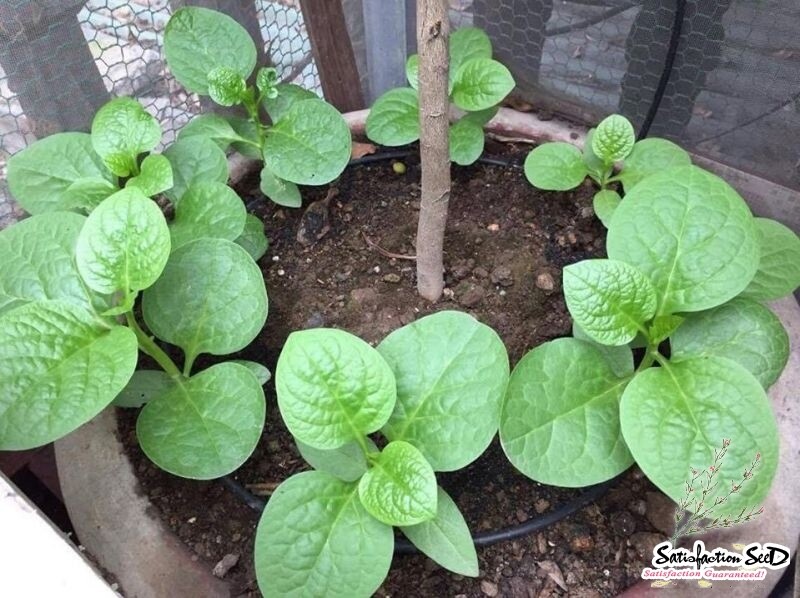 50++ 500++Organic Green Malabar Spinach seeds Alugbati Mồng Tơi  Ceylon Spinach