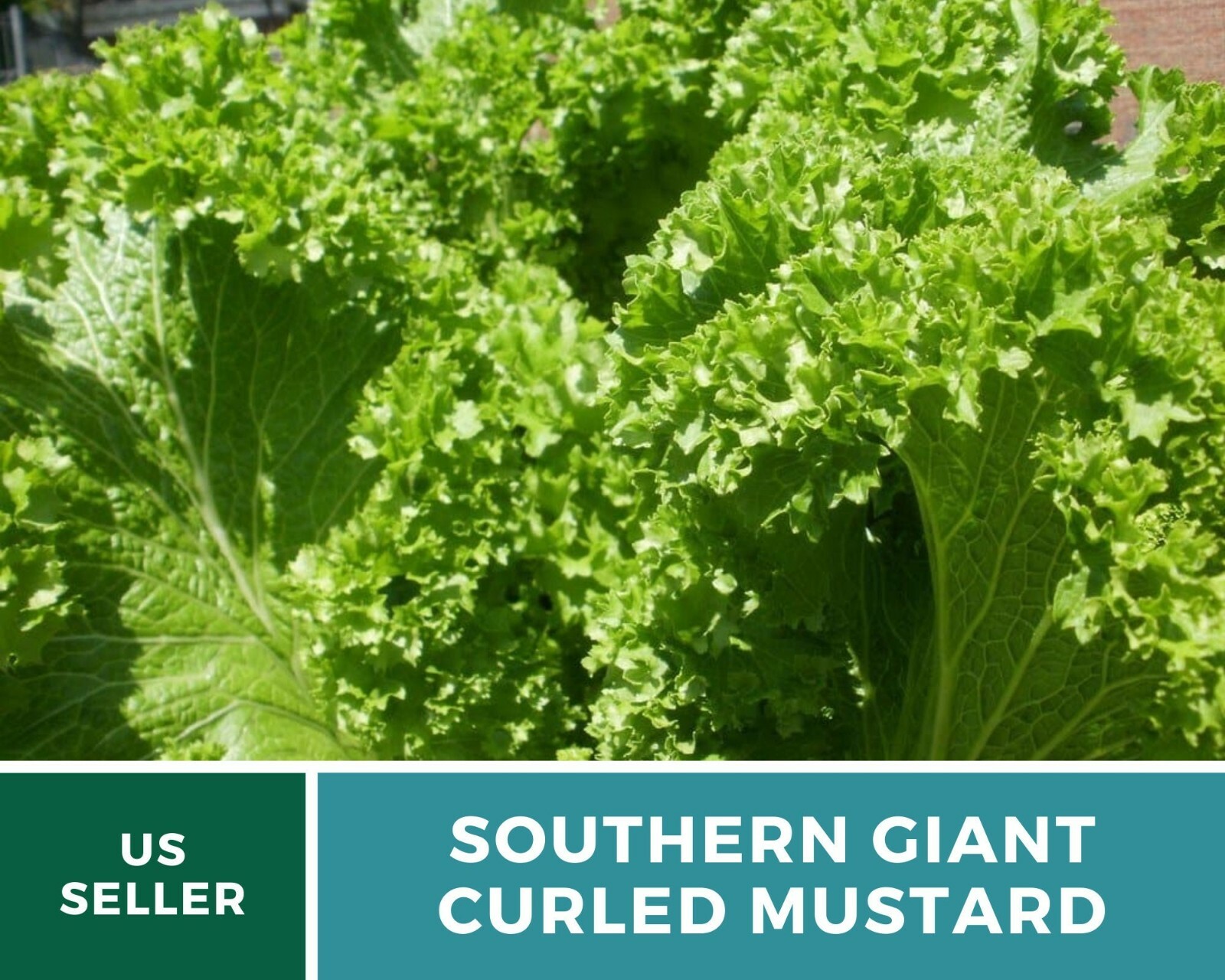 Mustard, Southern Giant – 250 Seeds – Sow Spring & Summer for Fall Harvest – Hei