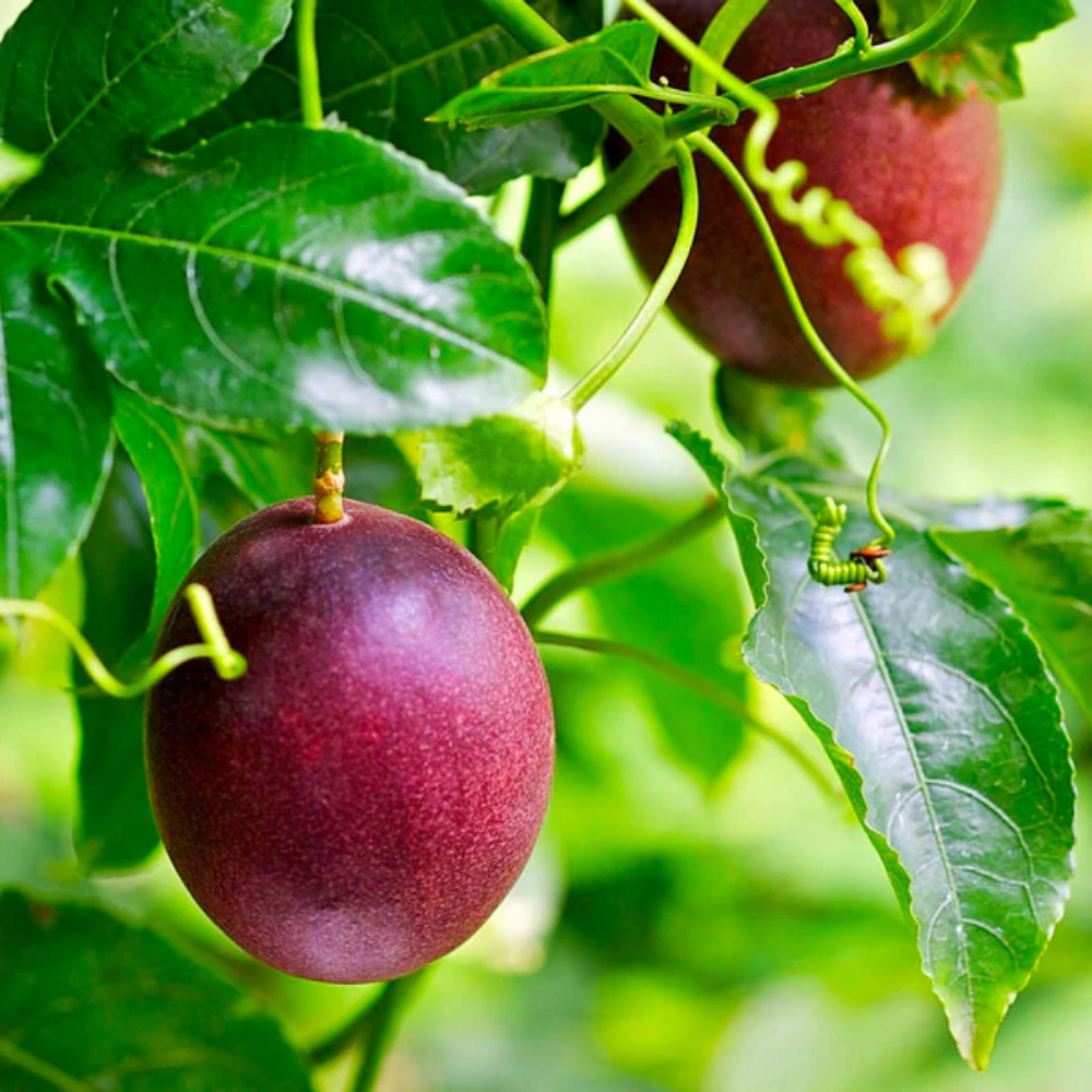High Yielding Passionfruit Live Plant 4-6 Inches Tall Rooted Cold Hardy Vine