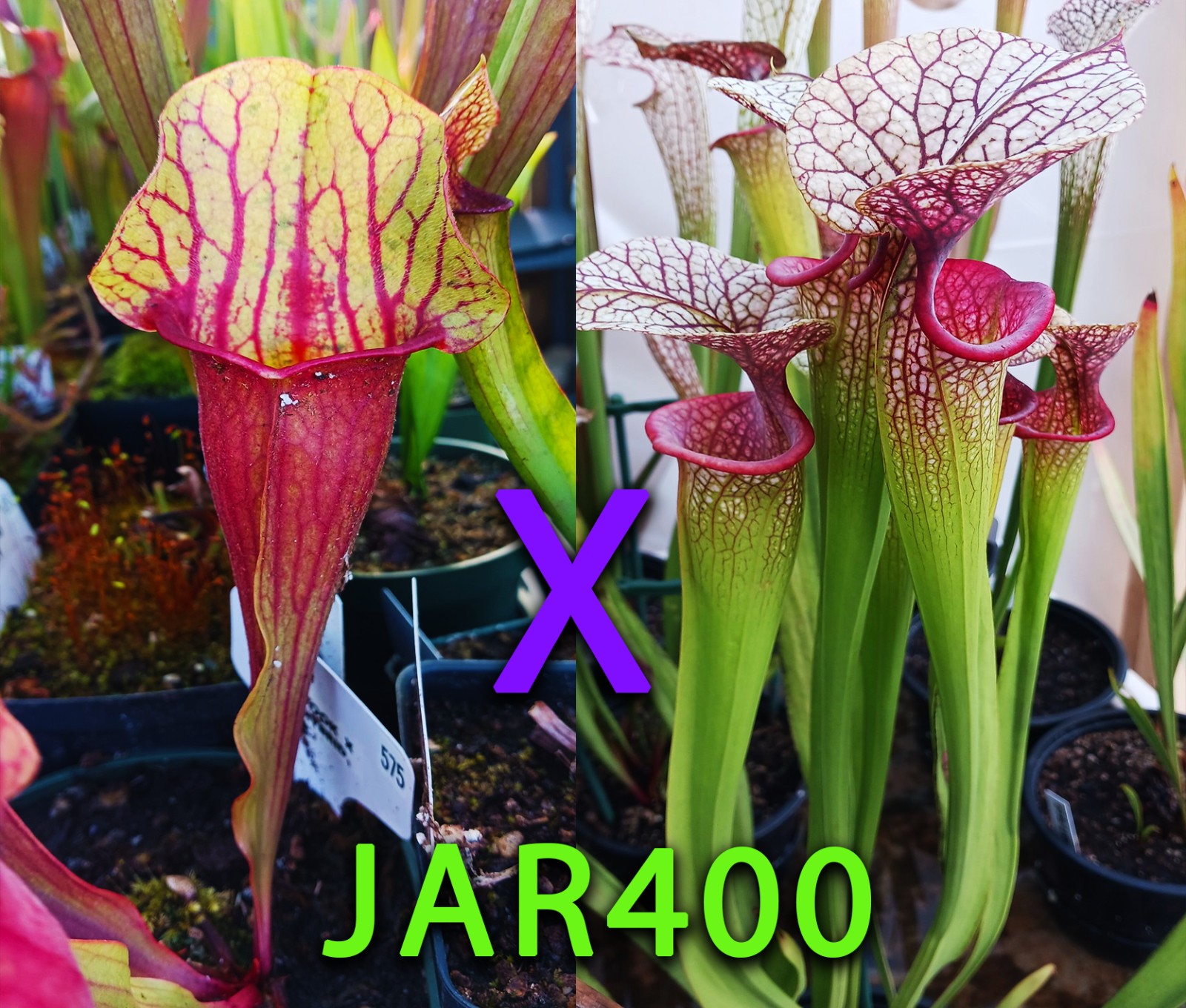 Sarracenia Seeds – JAR400 Chinook x Red & Yellow Hybrid…CONT