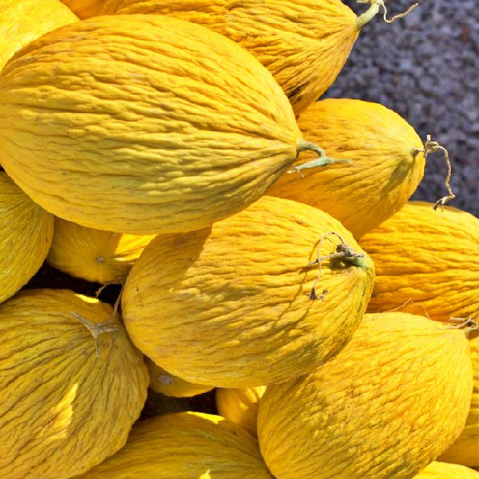 Crenshaw Melon Seeds Box Garden Seeds LLC Heirloom Fast Growing USA