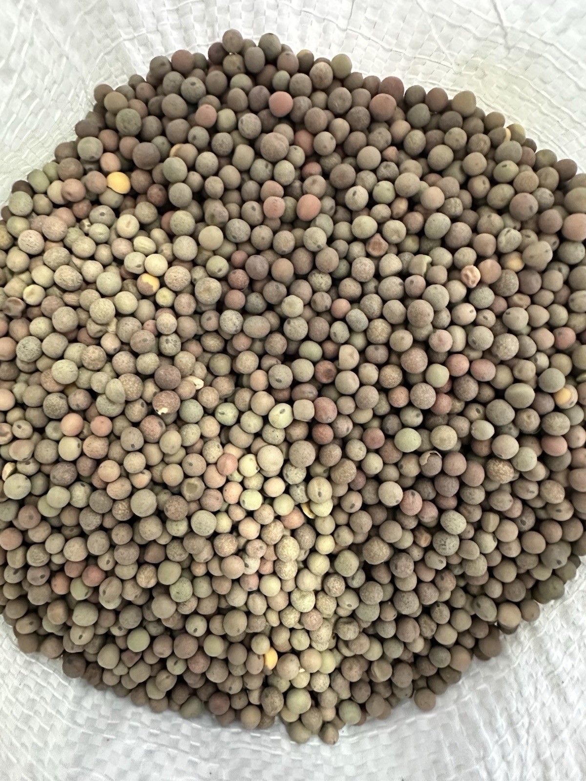 10 LBS Austrian Winter Peas FOOD PLOT SEED, Deer, Turkey, Wildlife, Livestock