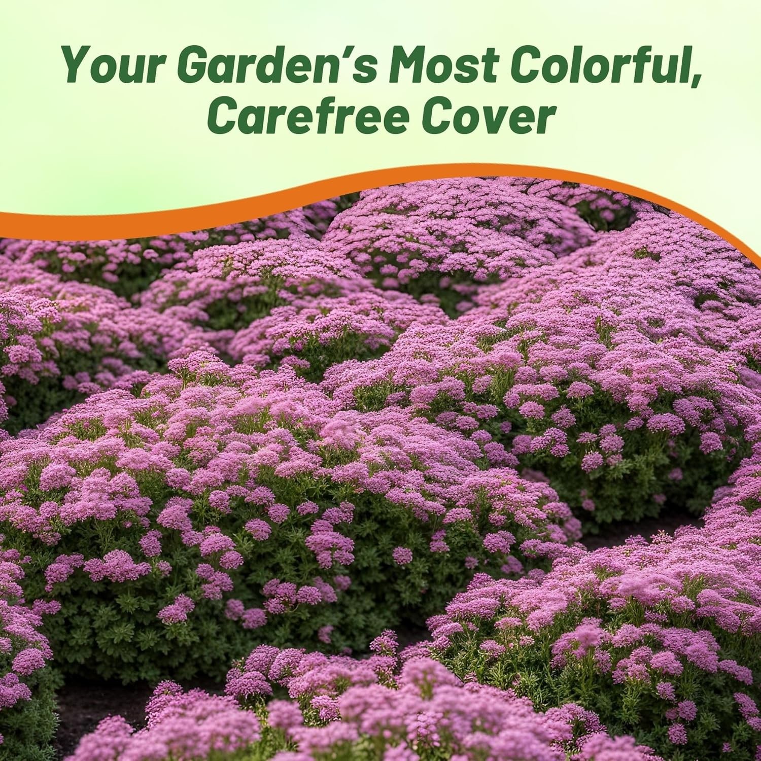 1000 Seeds Creeping Thyme Drought Resistant Thymus Serpyllum Magic Carpet