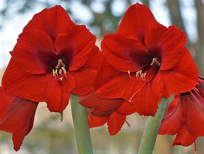 Lemon Star Double Flowering Amaryllis Spectacular Flower Bulb, Check our Store