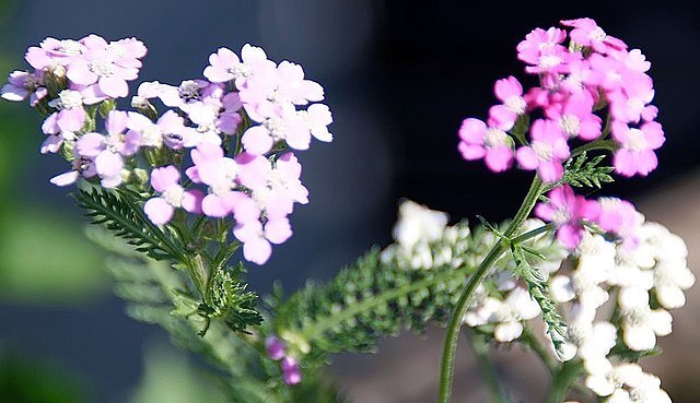 COLORADO YARROW Seeds *FREE Shipping!* Achillea Millefolium Pink Yarrow Herb