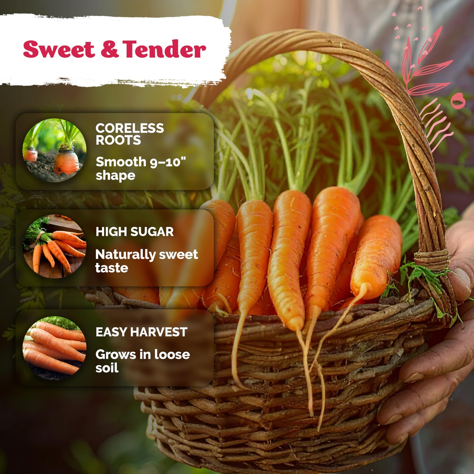 KVITER 3100 Tendersweet Carrot Seeds for Planting (Daucus carota)