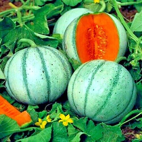 20 Charentais Melon Cantaloupe Seeds NON~GMO Organic Garden French Hybrid Plant