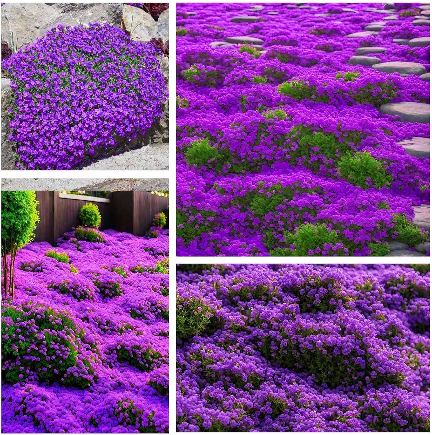 18000+ Mix Creeping Thyme Seeds Wild Creeping Thyme Seeds for Planting