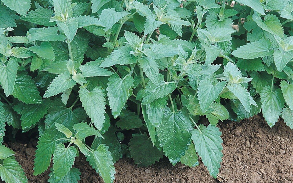 Catnip Seeds heirloom Non GMO cat party supplies 300 -10K seeds Bulk herbs