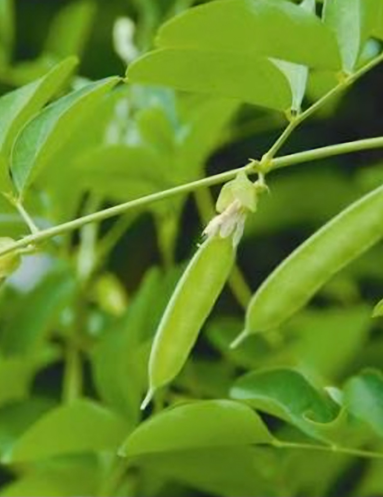 Purple Butterfly Pea live seedling plant (clitoria ternatea) in a Pot ,About 15″