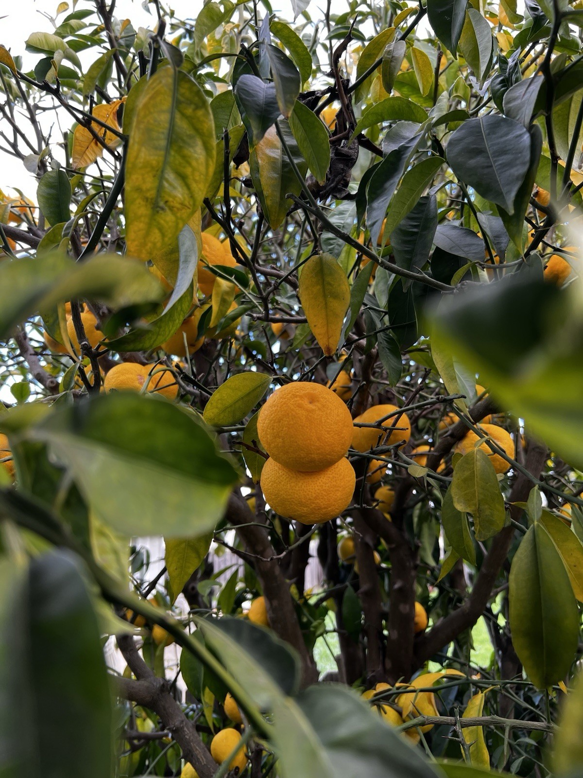 30 Fresh Yuzu Citrus Seeds 🍋