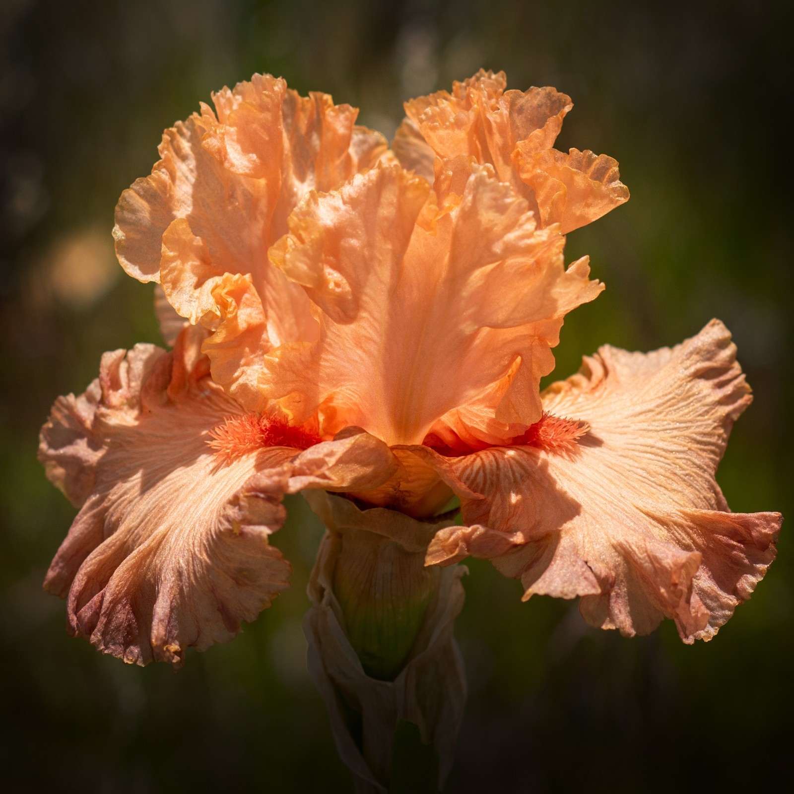 **ORANGE POPSICLE** Tall Bearded Iris. Pre-Order, Combined Shipping: Jul – Sep