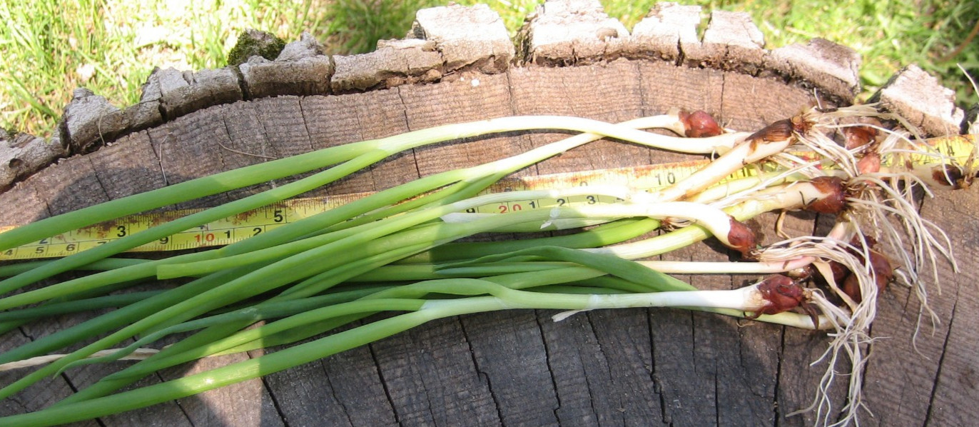 10 Kitchen Nippers Egyptian Onions Catawissa Winter Walking Topset Spring Sets
