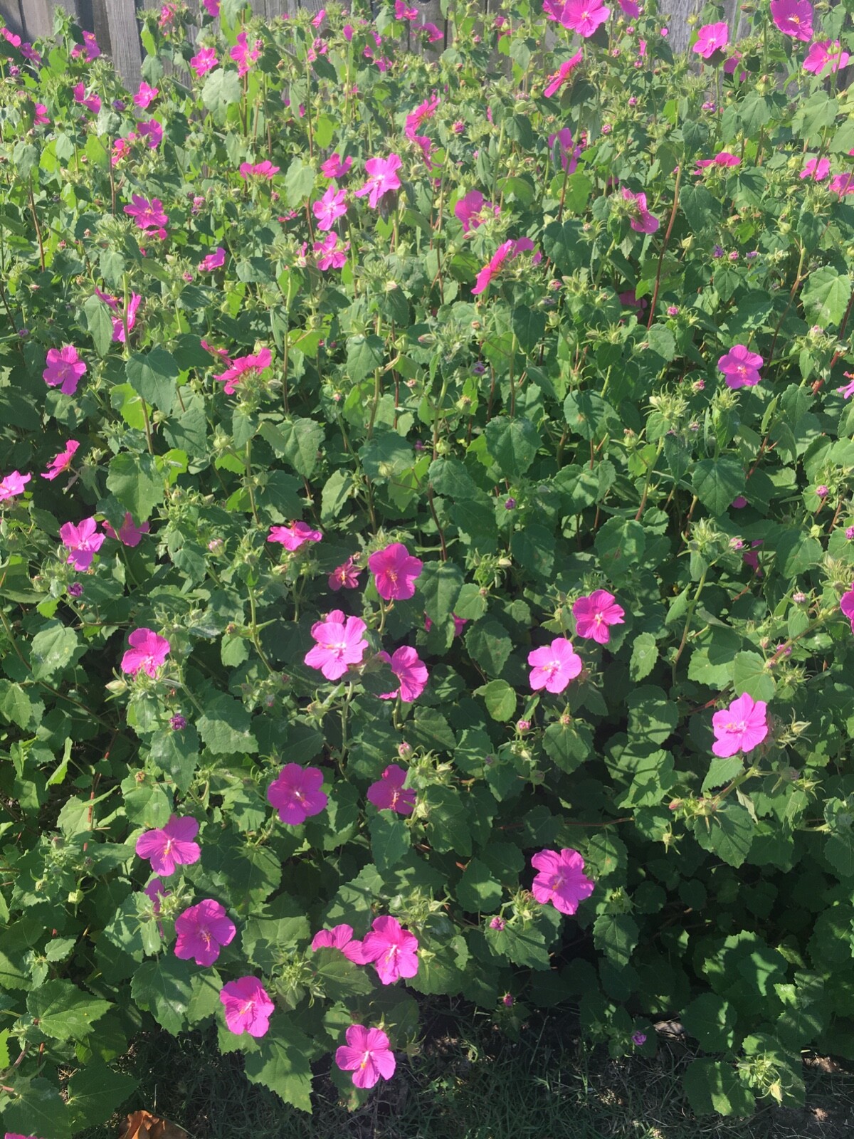 75 Rock Rose Pavonia Seeds Pavonia lasiopetala  EXTRA Seeds Included