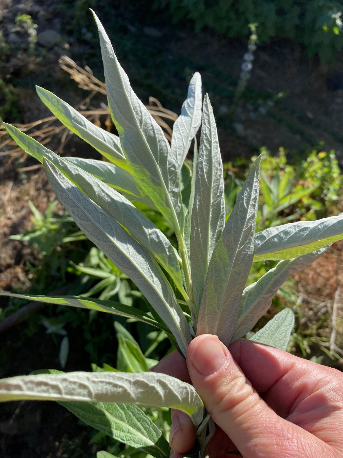 California Mugwort Seeds