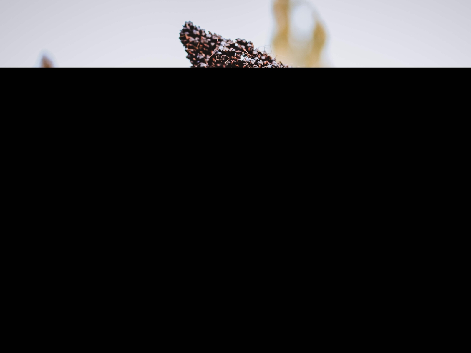 50 Organic BLACK AMBER CANE SORGHUM / SUGAR CANE Sorghum Bicolor Seeds *Comb S/H