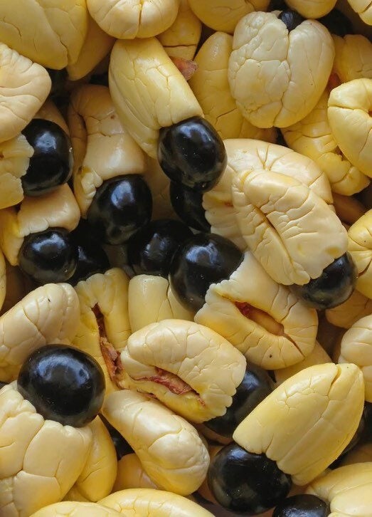 1 plant Ackee (Blighia sapida) 1 year old 6-12 inches tall