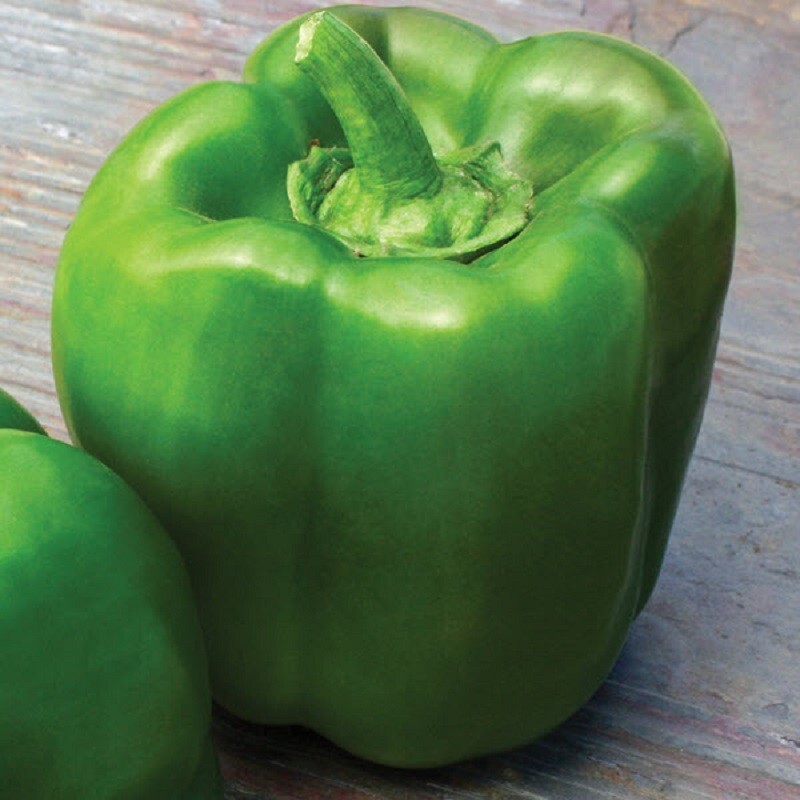 25 Touchdown Bell Pepper Seeds F1 Hybrid Green Pepper