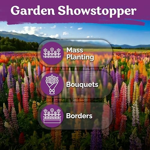 250 Mix Russell Lupine Seeds Perennial (Lupinus polyphyllus) – Heirloom & Non
