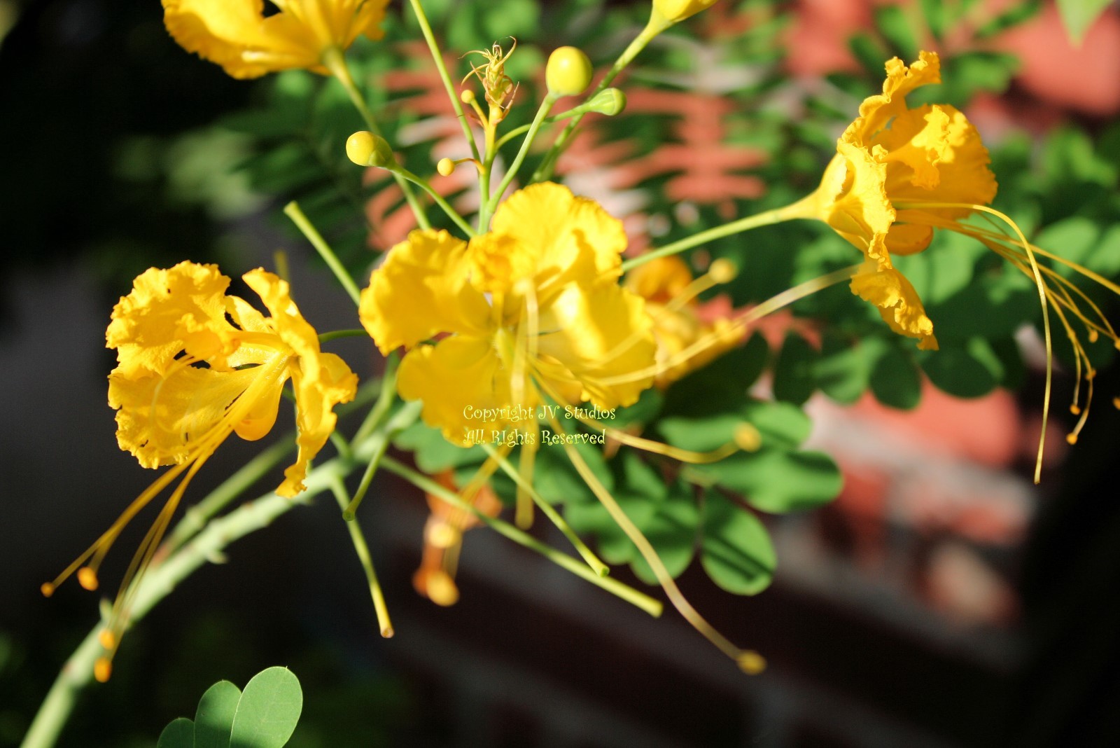 5 Seeds Caesalpinia pulcherrima Yellow Poinciana Overstock Price