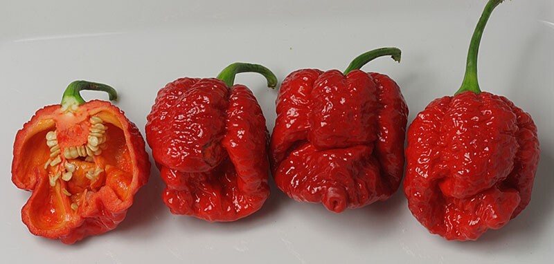 20 Super-Hot 7 Pot Brain Strain Red | NON-GMO | Pepper Seeds-B 02