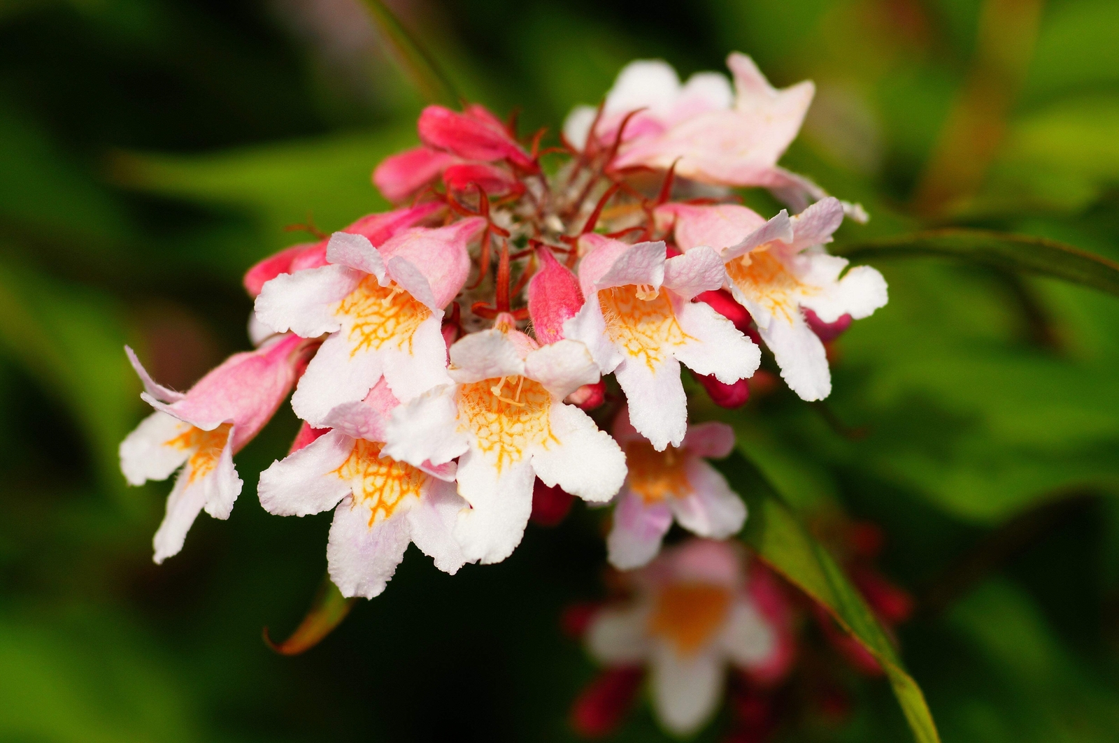 10 BEAUTY BUSH SHRUB Beautybush Kolkwitzia Amabilis Flower Seeds *Flat S/H
