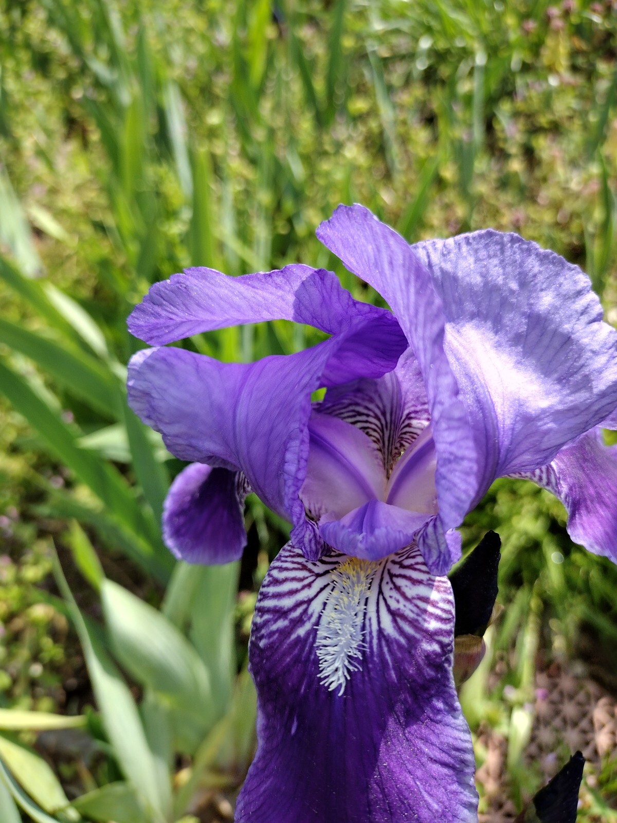 “100 Mixed Variety Bearded Iris– GREAT VALUE• Fresh•Hardy•EASY to Grow